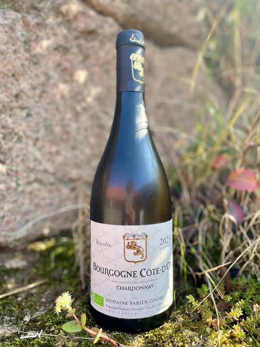 Fabien Coche - Bourgogne Blanc Côte d’Or 2023