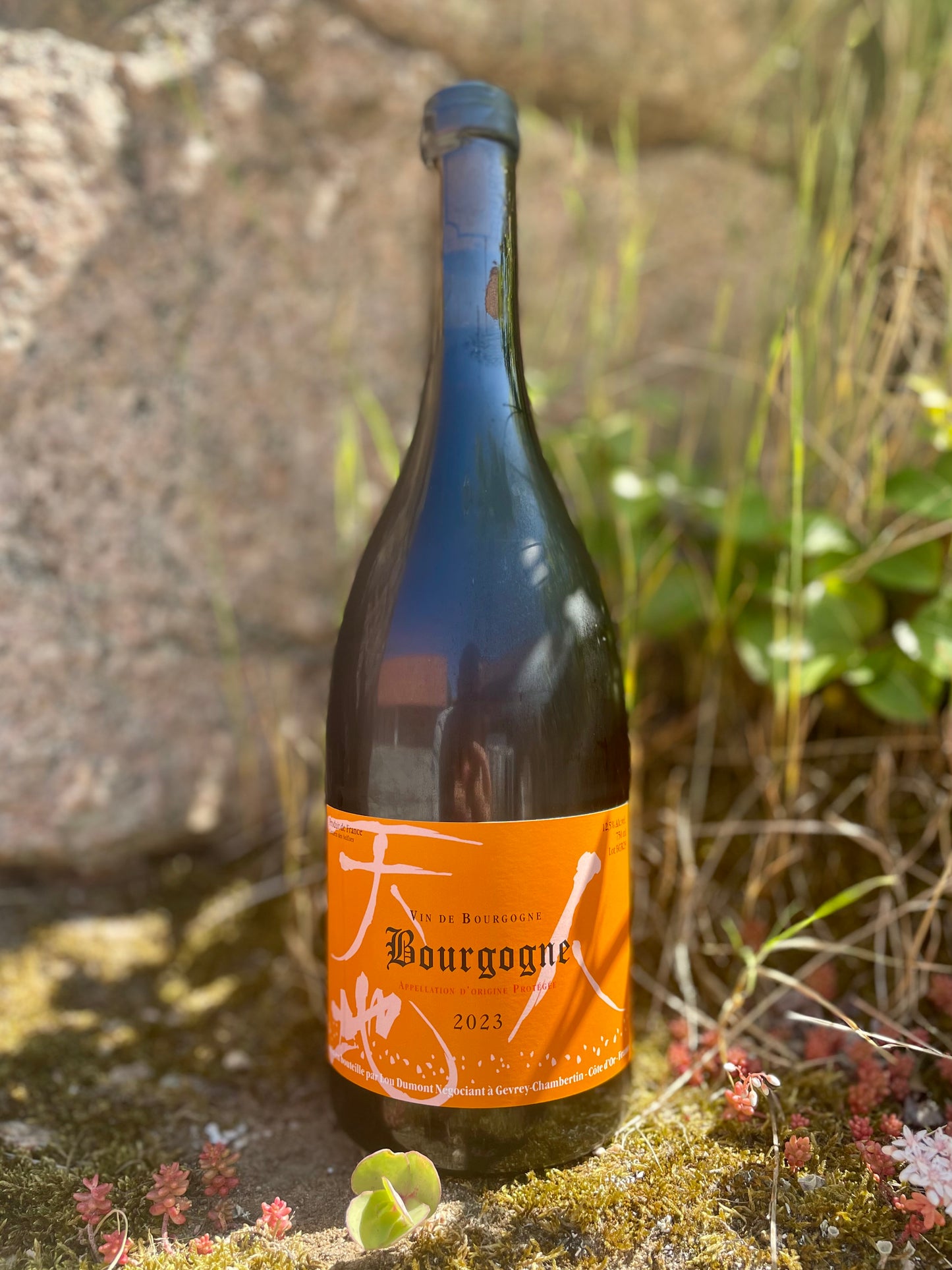Lou Dumont, Bourgogne Rouge 2023