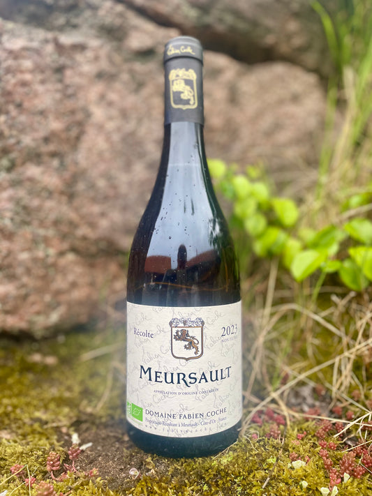 Fabien Coche - Meursault 2023