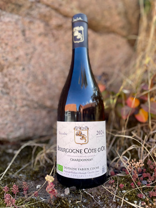 Fabien Coche - Bourgogne Blanc Côte d’Or 2024